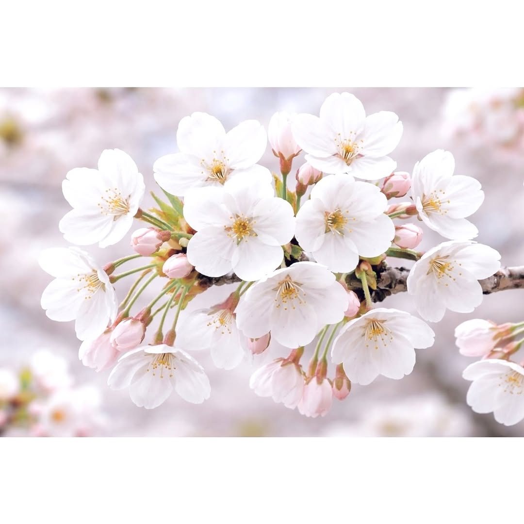 桜の花